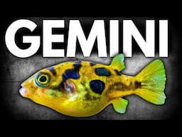 What If Your Fish Had a Zodiac Sign?