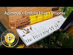 Apimaye and Endura Hive Propola Combination Review while installing honey bees.