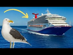 Carnival Cruise Line Says Stop Feeding Birds, Royal Caribbean Celebrates $736M Profit