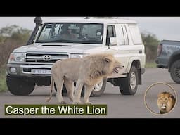 My First Close Encounter With Casper The White Lion - November 2021