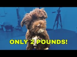 EXTREMELY SMALL Mini Schnauzer Puppy Groom