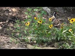 Mother Red-wattled Lapwing shepherds her little chicks, much concern and panic for their well being