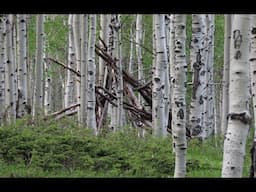 Big Ridge Sasquatch Search after Creature Caught on Camera