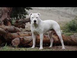 10 Most Banned Dogs Around In the World