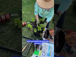How to Plant a Lettuce Tower