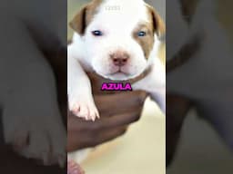 YourRAGE has the cutest puppies 🐶