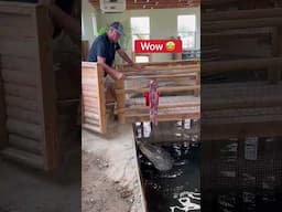 Dad Feeds GIANT Alligator! 😱🐊#shorts #alligator