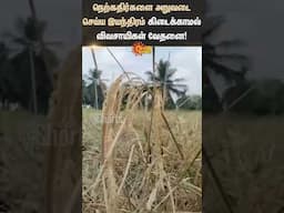 விவசாயிகள் வேதனை | Krishnagiri | Farmers | Shorts | Sun News