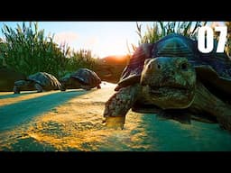 Making a HUGE Ethical Eco-Friendly Tortoise Habitat