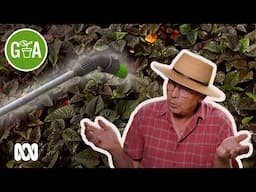 Can You Over-Fertilise Your Garden? | Gardening 101 | Gardening Australia