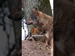 🐺 7 Little-Known Facts About Wolves! 🐾 #shortvideo #animalfacts