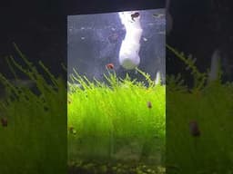 Blue Delta Guppies Attacking Walter Worms