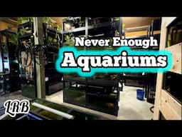 Asking for Help Future Plans + Road to 100k Aquarium Keeping