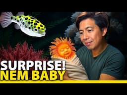 New Baby + Insane Macros Algae Tank Updates!