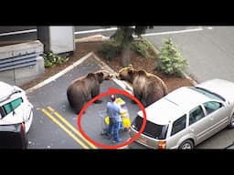 Insane Bear Videos Caught on Camera for 17 Minutes