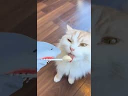 Shark at Cat cafe
