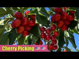 Vlog Đi Hái Cherry 🍒Ở 🇺🇸 🇺🇸 🇺🇸 5/2025