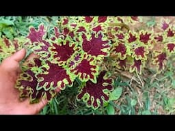 Plantas ornamentais que são puro charme