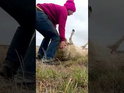 Would you expect it in a year like THIS!  #farmvlog #sheepfarming #farming