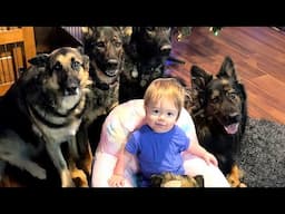When Kids Are RAISED by German Shepherd's Protection