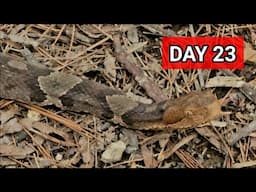 Day 23: Name That Snake