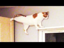 Try Not To Laugh Cats And Dogs Videos 😁 - BEST Funny Animal Videos 2025 #8