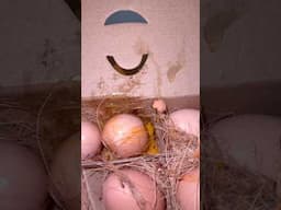 Rotten Eggs from Blinkit: A Food Safety Nightmare! @fssai_india @letsblinkit ​| No Refund!