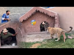 ||CHALLENGE||  Wahab Bhiya Ko Liger K Cage Main Bnd Kr Diya😰