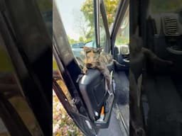 POV: you’re a Van Cat! 🐈‍⬛😻🐾#pets #cats #cat #vancat #vanlife #campervan