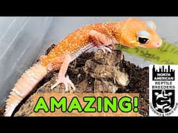 HAUL of RARE Geckos from 2025 Spring Tinley Park NARBC