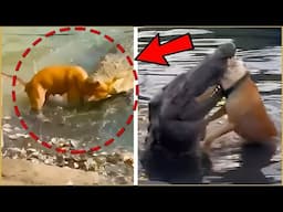 10 Times Dog Got Eaten By Crocodile