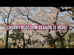 Enjoying Sakura in Yanaka Cemetery - Spring in Tokyo! | JAPAN LIVE STREAMS 2025