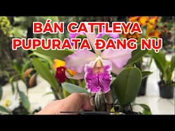 #cattleyapupurata Lan Cattleya pupurata đang nụ-0834608769-LAN RỪNG LÂM ĐỒNG@lanrunglamdong