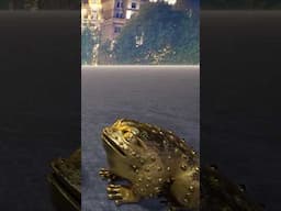 Gold toad domino shorts 4 #satisfying #domino #gold