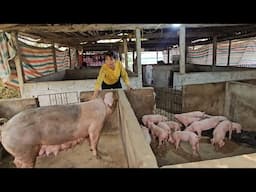 How to wean piglets without losing weight. Delicious pork wrapped in bamboo shoots ( Ep 345 )