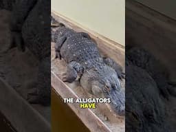 When Are The Alligators Going To Breed?🤔🐊#shorts #alligator