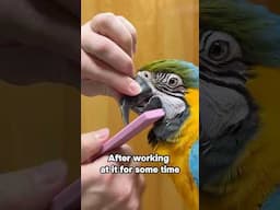 Macaw Overgrown Beak - How to Trim