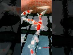 Koi Fish in United Kingdom 🇬🇧🇬🇧4K.
