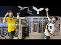 Raat Kay time racer kabutaron ke Baazi win kar gaye😳😮