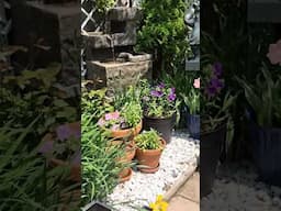 Tiny Garden Idea #garden #gardenplants #gardenideas #shorts  #tinygarden #gardening