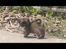 39.5°C heat, skinny puppy crawls step by step in tourist area looking for food and help
