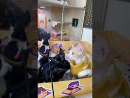 Lovely cats baby help you relaxing | Meow Funny animal Videos