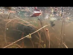 Turtle Fight April 2025