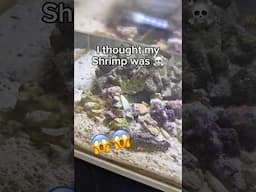 Is my Mantis Shrimp ok??