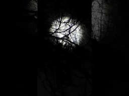 Creepy Sounds In The Woods! #storytime #shorts #short #shortvideo #skinwalker #bigfoot #cryptids