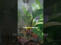 Anubias 🌿 Easy Aquarium Plant for Beginners
