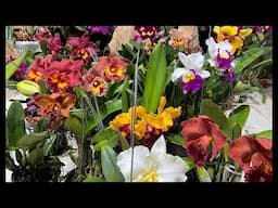 #lancattleya lan cattleya hoa dẹp-0834608769- LAN RỪNG LÂM ĐỒNG