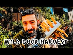 HARVESTING WILD DUCK FOR THE TABLE | OPENING 2025