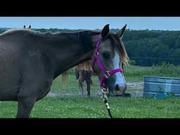 CAN YOU see a DIFFERENCE in Amira our RESCUE ARABIAN?!