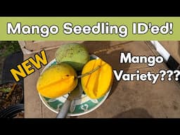Mango Seedling Identified! NEW Mango Variety???